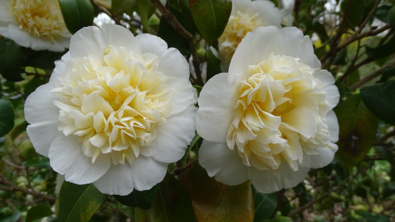 C. japonica 'Brushfield's Yellow'